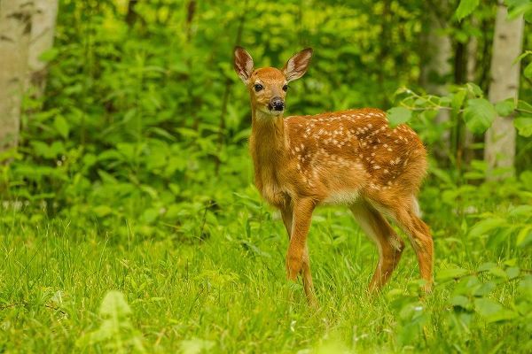 Minnesota-Pine County White-tailed deer fawn close-up
